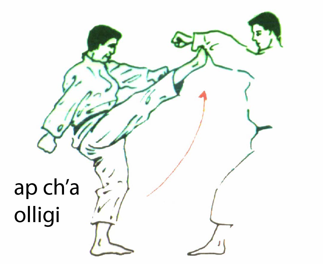 ap_cha_olligi