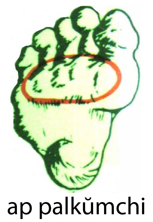 ap_palkumchi
