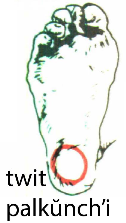 twitpalkunchi